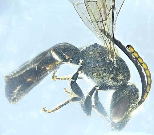 Réf. 349 610 : Lasioglossum morio